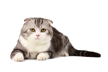 Scottish fold cat