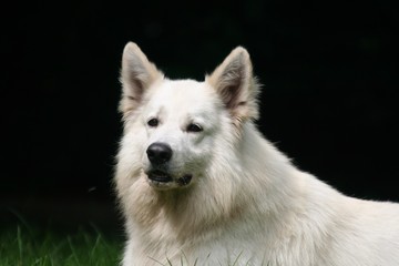 Berger Blanc Suisse