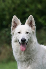 Beau portrait de face d'un chien heureux