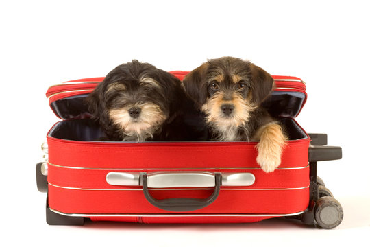 Two Cute Puppies Brothers In The Suitcase