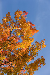 Bright red foliage of an aspen against the sky