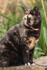 chat ecaille de tortue