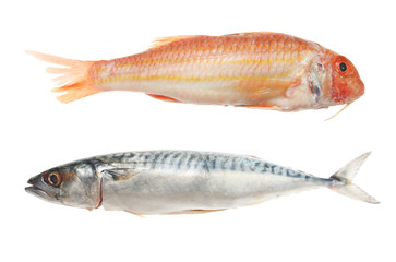 Red mullet and mackerel fish on white