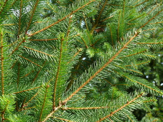 Tannenbaum,Hintergrund
