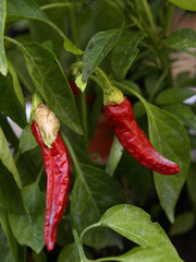 pimientos
