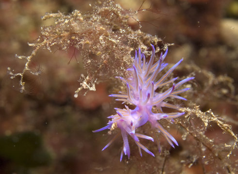 flabelina affinis