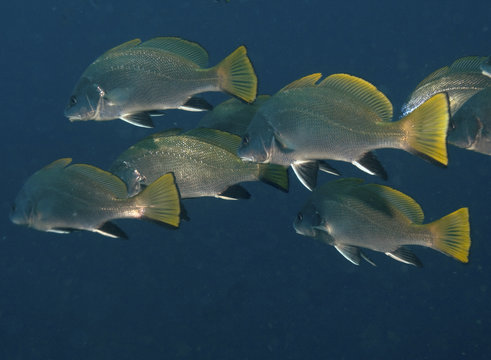 corvina