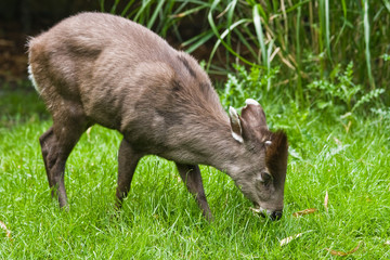 The tufted Deer lives retiring in the woods of Birma and China - 10559734