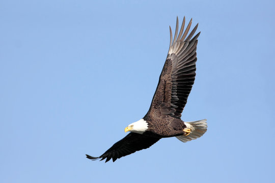 Adult Bald Eagle (haliaeetus leucocephalus) in flight against