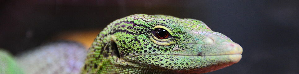 Fototapeta premium watching