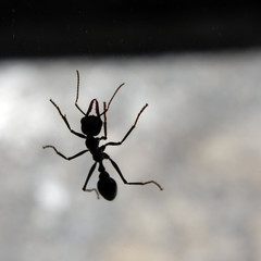 Close up of an ant crawling up a window.