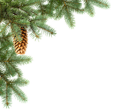 corner, branch of fir with cone