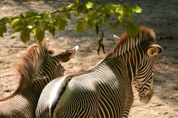 Zebras von Hinten