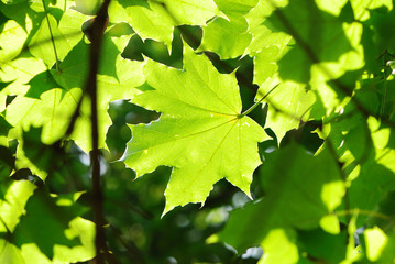 Fototapeta na wymiar Green leaves background in sunlight