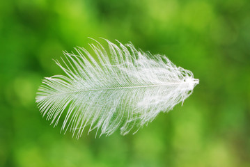 Feather against green grass background