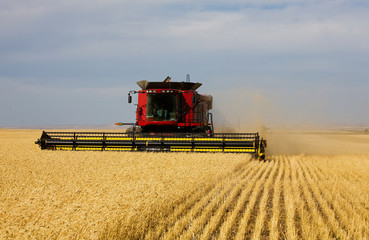 A farmer combining his field of wheat.