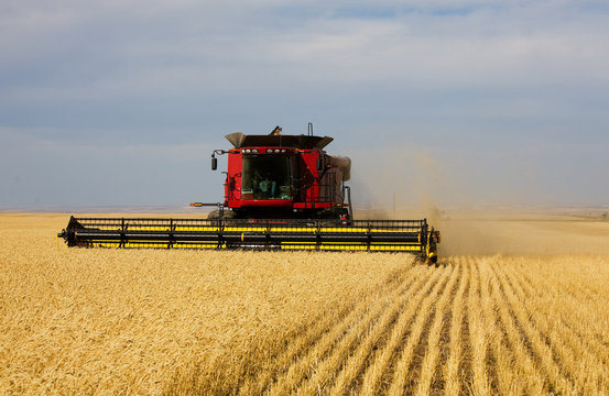 A Farmer Combining His Field Of Wheat.