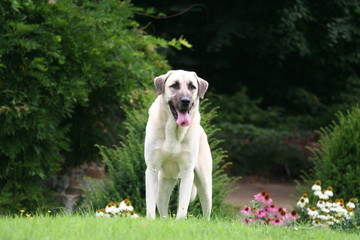 berger d'anatolie qui se promène dans le jardin