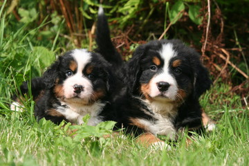 deux adorables chiots bouvier bernois