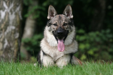 le moment de repos pour le chien loup tcheque