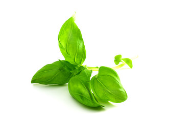 Sprig of fresh basil leaves