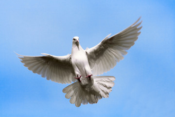 White dove flying on on the Sky.