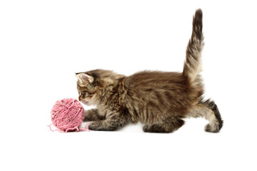 kitten playing with pink ball
