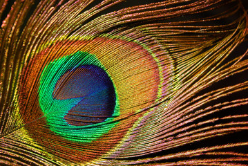 detail polychrome peacock feather