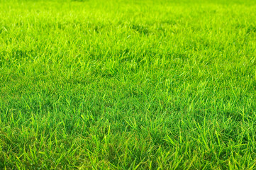 Obraz premium grass on the field