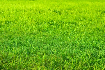 Papier Peint photo Printemps grass on the field