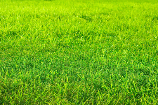 grass on the field