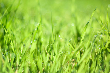 morning dew on the grass