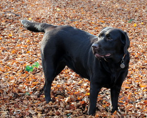 chocolate labrador