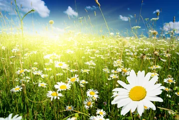 Foto op Plexiglas field of daisies and perfect sky © Iakov Kalinin