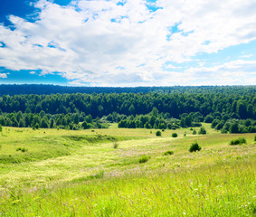 Fototapeta na wymiar summer landscape field of green grass