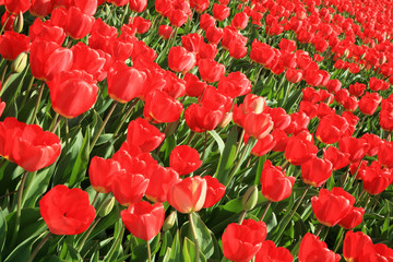 Obraz premium Red tulips