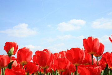 Red tulips and blue sky