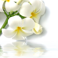 Naklejka na ściany i meble białe kwiaty frangipani