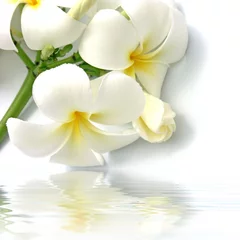 Zelfklevend Fotobehang fleurs blanches de frangipanier © Unclesam