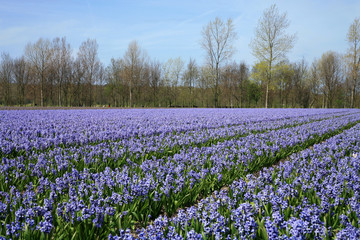 Field full of hyacinths.