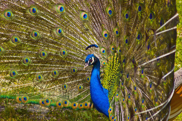 Obraz premium pavone