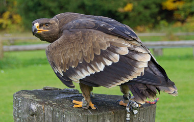 Steppenadler - König der Lüfte