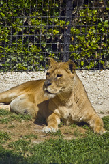 leone