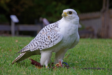 Gerfalke - Stolz der Könige