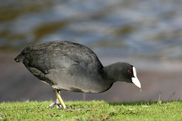 moorhen