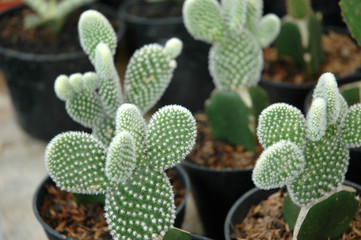 cactus