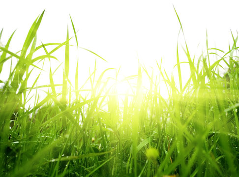 Green Summer Grass And Sun