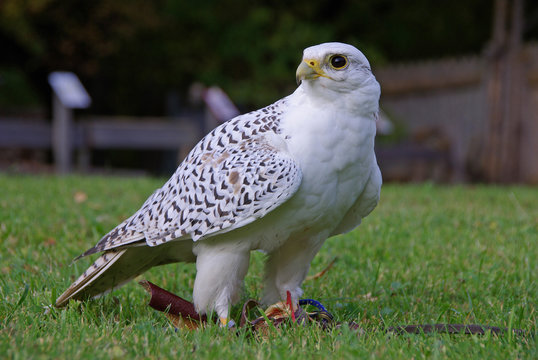 Gerfalke - Stolz der K&ouml;nige