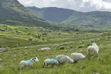 Obraz premium sheeps from healy pass