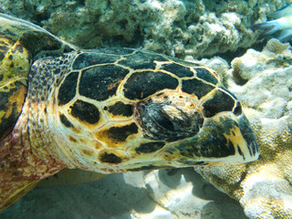 Obraz premium Hawksbill Sea Turtle